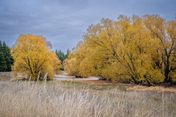 Beautiful yellow colorful leaves tree around turquoise lake Tekapo in Autumn South Island New Zealand 