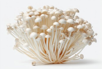 Cluster of small, white mushrooms (1)
