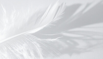 Obraz premium Macro Close Up Soft Feather Texture Shadows. Mental Mindfulness Concept. Generated Image