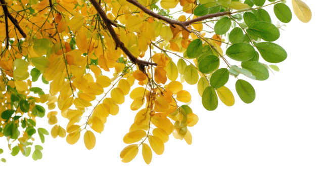 Autumn leaves transitioning from green to yellow isolated on transparent background