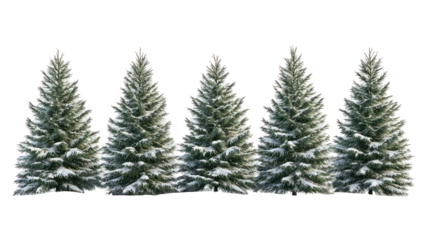 Row of snow covered pine trees isolated on transparent background