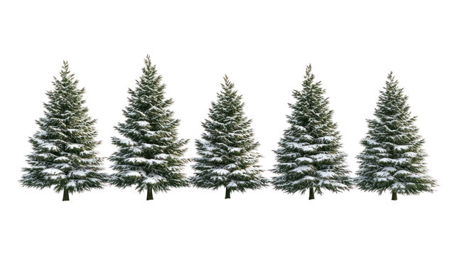 Row of snow covered pine trees isolated on transparent background