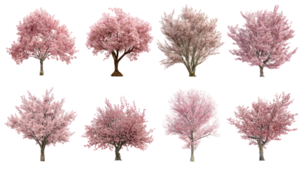 Collection of eight pink cherry blossom trees isolated on transparent background