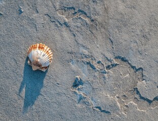 Light-toned seashell on a textured surface