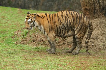 A bengal tiger is seen basking after wallowing.