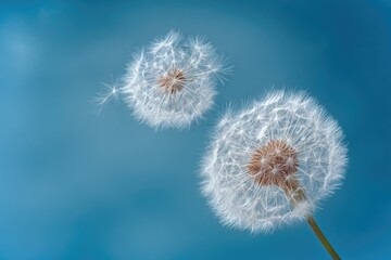 Obraz premium Two dandelion seeds in flight against a soft teal sky