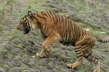 side view of a sumatran tiger walking up a rock