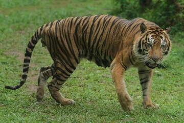 a sumatran tiger walking around in the grass while in a bad mood