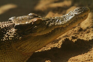 close up of a freshwater crocodile basking