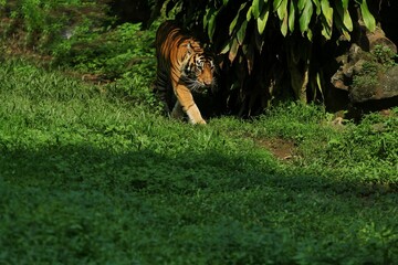 a sumatran tiger walking in the bushes while observing the surroundings