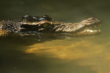 close up of a freshwater crocodile