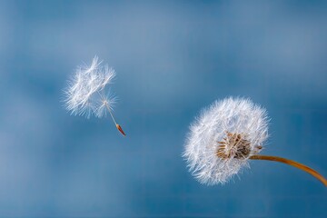 Obraz premium Two dandelion seeds floating against a blurred blue sky