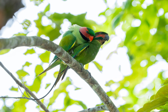 Long-tailed parakeets mating on the branches
