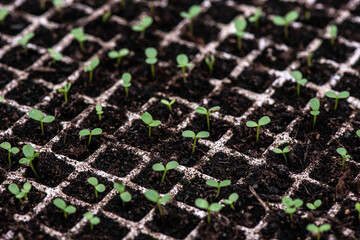 Young plant growth in a greenhouse, top view. Seedling close-up with selective focus. Growing plants, flowers and vegetables, gardening. Young shoots of plants in a greenhouse