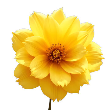 Radiant Yellow Flower a stunning yellow flower, showcasing its vibrant petals and intricate center. Perfect for floral design projects, nature themes, and decorative applications.
