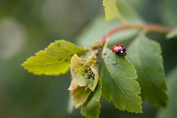 Currant leaves with traces of lesions from aphids..