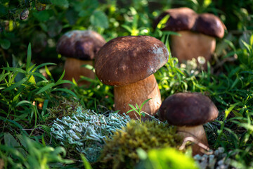 Group of forest porcini mushrooms on a lawn in a forest