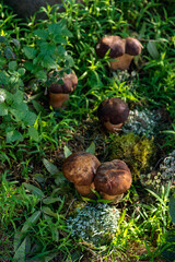 Group of forest porcini mushrooms on a lawn in a forest