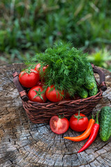 Basket and wooden plate with fresh vegetables (tomatoes, cucumber, chili peppers, dill and lettuce) on wooden background. Outdoor, in the garden, on the farm.