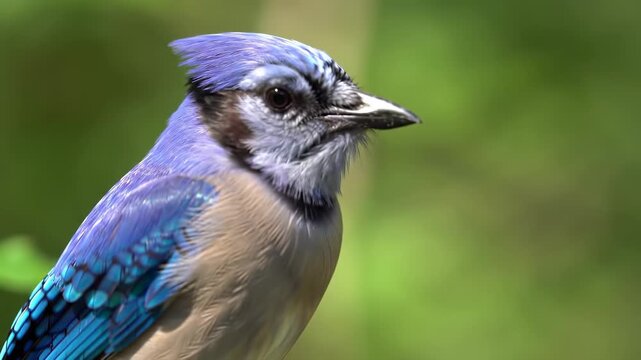 Close-up of a blue jay