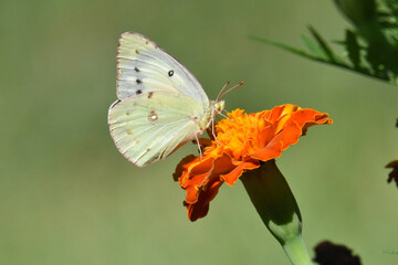 Butterfly 2021-24
Cabbage White (Pieris rapae)