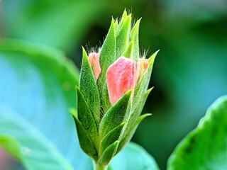 Detailed close-up of a pink flower bud growing from a hairy green calyx, isolated against a smooth bokeh background, perfect for botanical, floral, and natural themes