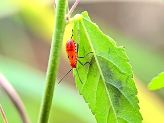 Macro shot of red cotton stainer bug (Dysdercus cingulatus) on a fresh green leaf with blurred background