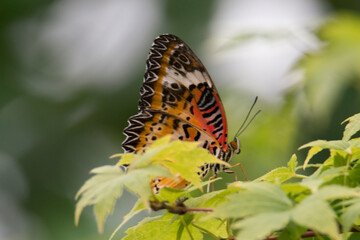 Butterfly 2021-24
Leopard Lacewing (Cethosia Cyane)