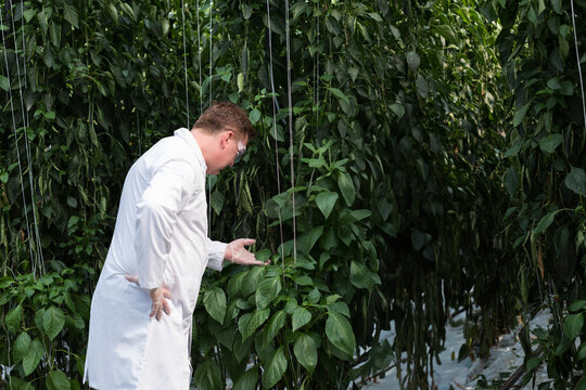 Male scientist wearing lab coat inspecting pepper leaf over plastic cover in greenhouse, copy space