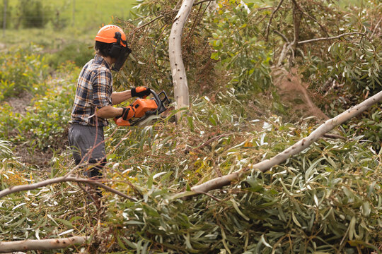 Male tree worker wearing helmet operating chainsaw and cutting fallen eucalyptus trunk in forest