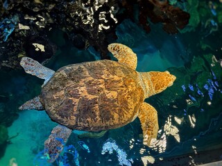 Overhead view of a loggerhead sea turtle gliding in clear blue aquarium water, patterned carapace and flippers visible, nature and conservation theme