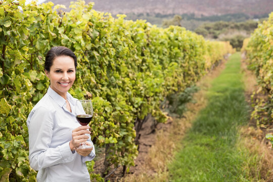 Red wine glass sparkling among grapevine rows in vineyard under clear sunny sky with distant hills
