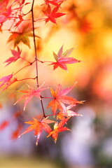 鮮やかな秋の紅葉