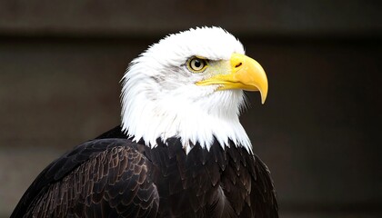 Fototapeta premium Close-up of an eagle's head and neck