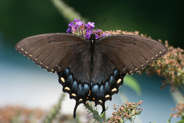 Butterfly 2021-26
Eastern Tiger Swallowtail (Papilio glaucus)