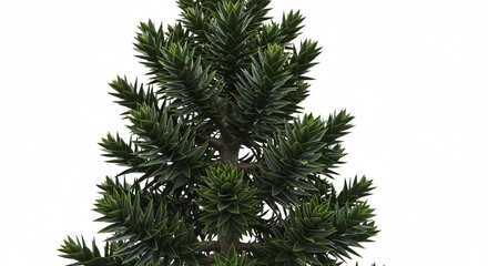 Obraz premium 緑豊か針葉樹 鮮やか緑葉 自然光輝く