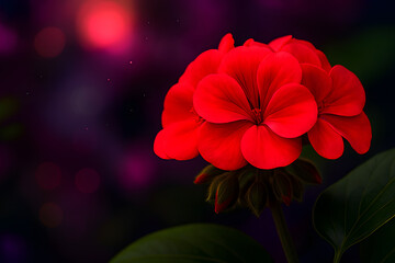 Close-up of Red Geranium with Green Leaves and Soft Purple Pink Bokeh