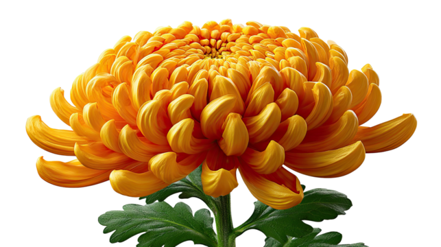 Golden Chrysanthemum Blooms: A vivid, golden chrysanthemum flower unfolds in full bloom, showcasing its intricate petals and vibrant color. A stunning depiction of natural beauty.