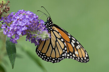 Butterfly 2021-29
Monarch butterfly (Danaus plexippus)