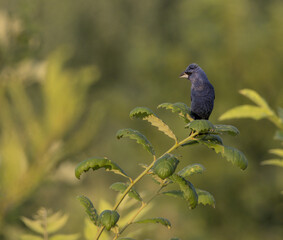 Blue Grosbeak Perched on Branch in Summer Light