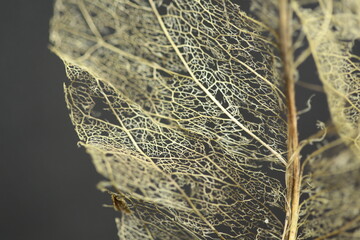 A close up of a skeleton leaf.