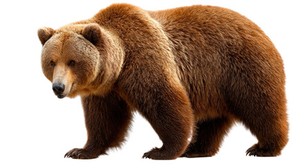  Majestic Brown Bear Stroll: A powerful brown bear, its thick, warm fur and robust physique stand in bold relief as it confidently makes its way.