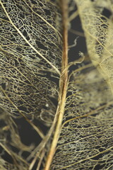 A close up of a skeleton leaf.