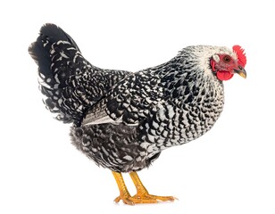 Profile of a speckled chicken