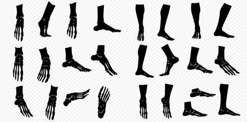 Detailed anatomical silhouettes of human feet and lower legs, illustrating both external forms and skeletal structures from various perspectives.
