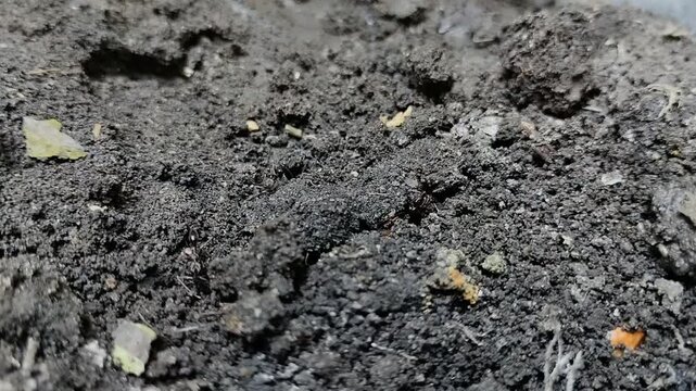 Trap jaw ants or Odontomachus bauri dig holes in the ground to make nests
