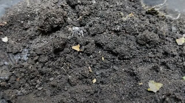 Trap jaw ants or Odontomachus bauri dig holes in the ground to make nests