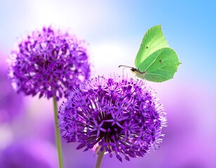 Purple allium flowers, green butterfly