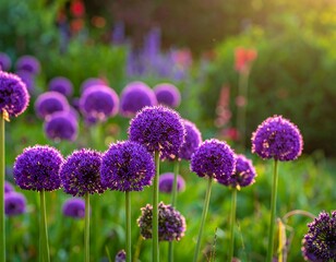 Purple allium flowers in a garden setting
