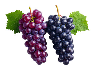 Fototapeta premium Two bunches of grapes, red and blue, with leaves